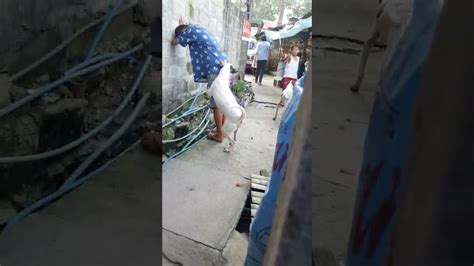 lalake kinantot ang aso